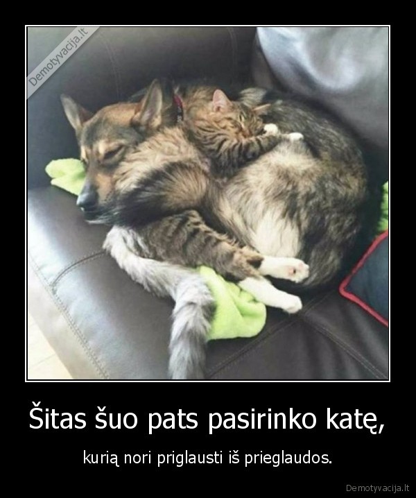 Šitas šuo pats pasirinko katę, - kurią nori priglausti iš prieglaudos.. 