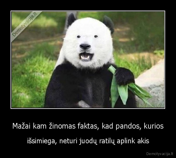 Mažai kam žinomas faktas, kad pandos, kurios - išsimiega, neturi juodų ratilų aplink akis. 