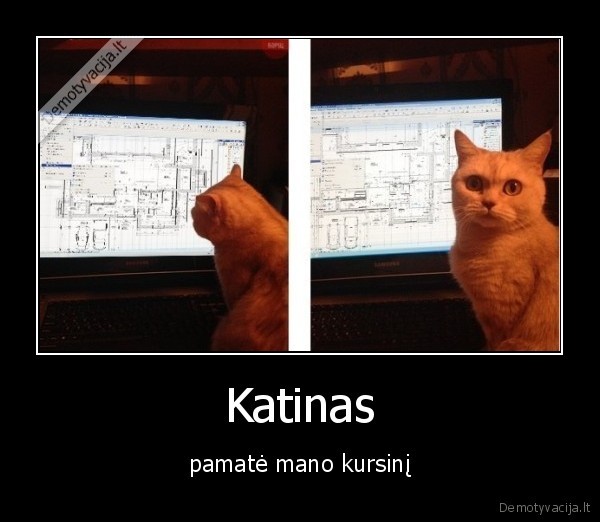 Katinas - pamatė mano kursinį. 