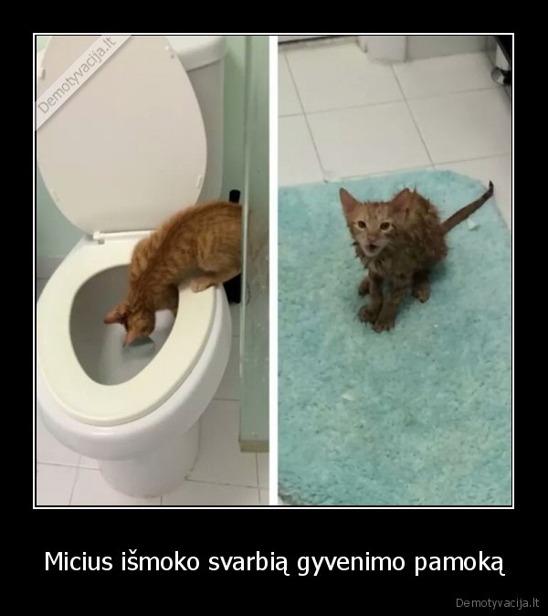 Micius išmoko svarbią gyvenimo pamoką. 