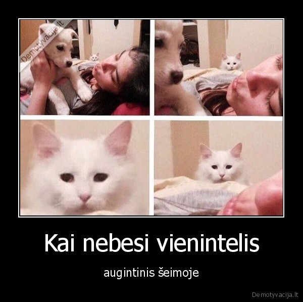 Kai nebesi vienintelis - augintinis šeimoje. 