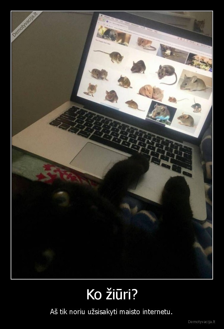 Ko žiūri? - Aš tik noriu užsisakyti maisto internetu.. 