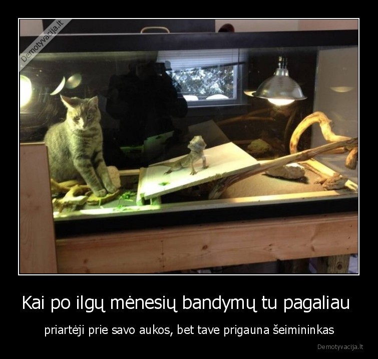 Kai po ilgų mėnesių bandymų tu pagaliau  - priartėji prie savo aukos, bet tave prigauna šeimininkas. 