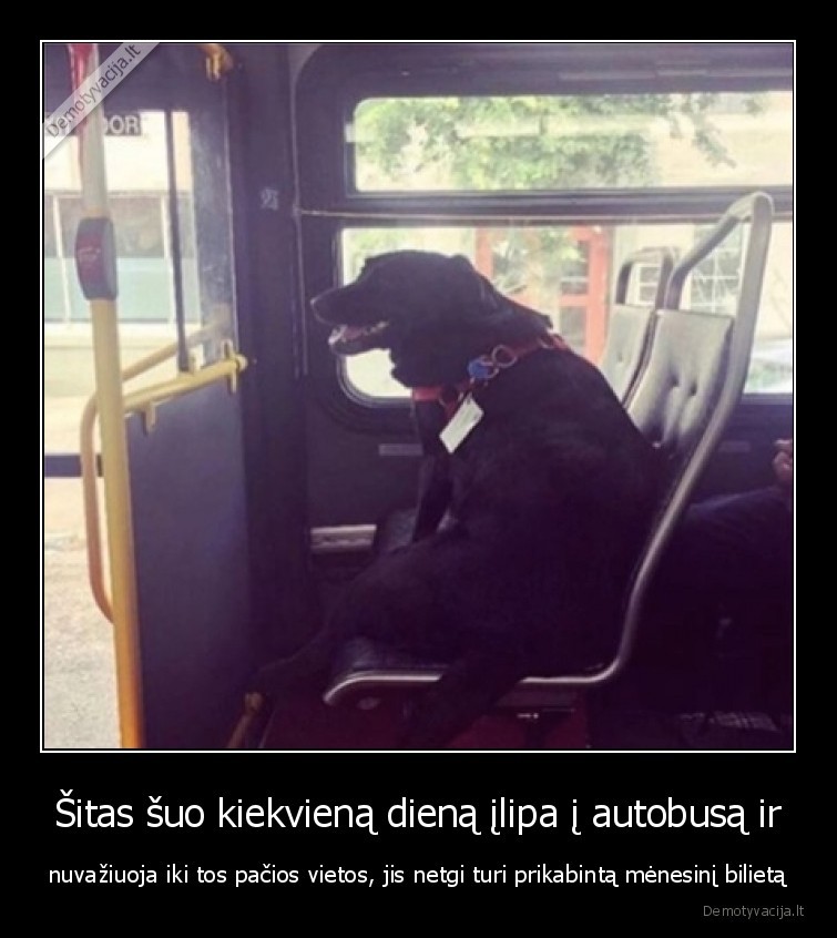 Šitas šuo kiekvieną dieną įlipa į autobusą ir - nuvažiuoja iki tos pačios vietos, jis netgi turi prikabintą mėnesinį bilietą. 