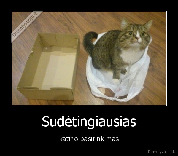 Sudėtingiausias - katino pasirinkimas. 