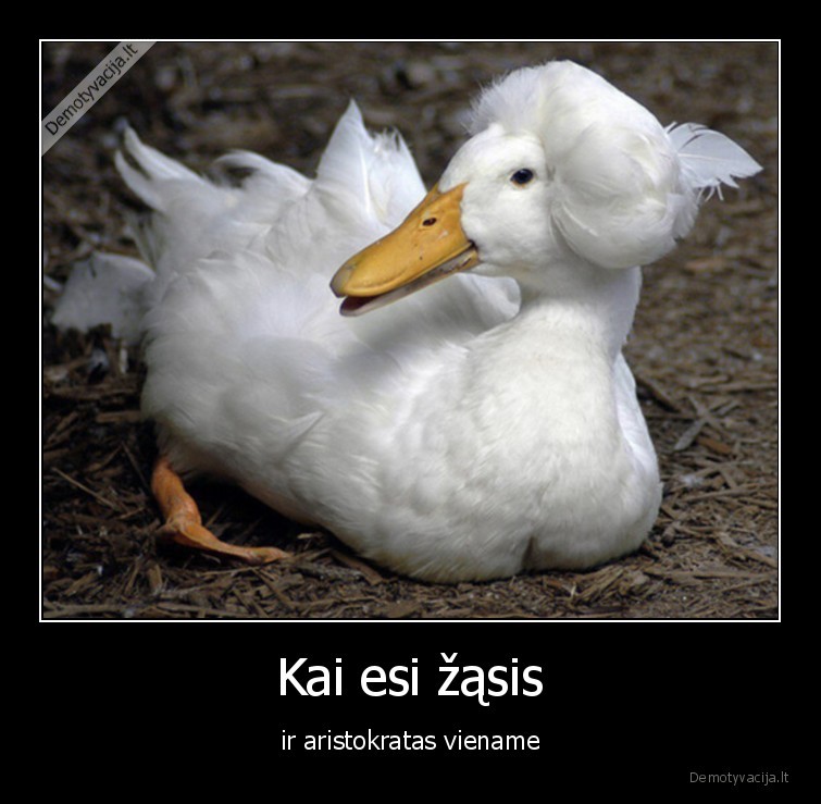 Kai esi žąsis - ir aristokratas viename. 