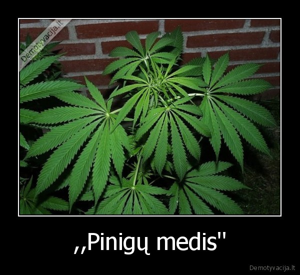 ,,Pinigų medis'. 
