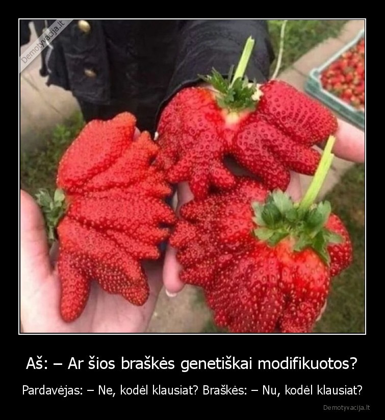 Aš: – Ar šios braškės genetiškai modifikuotos? - Pardavėjas: – Ne, kodėl klausiat? Braškės: – Nu, kodėl klausiat?. 