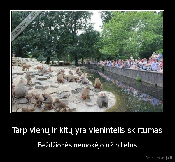 Tarp vienų ir kitų yra vienintelis skirtumas - Beždžionės nemokėjo už bilietus. 