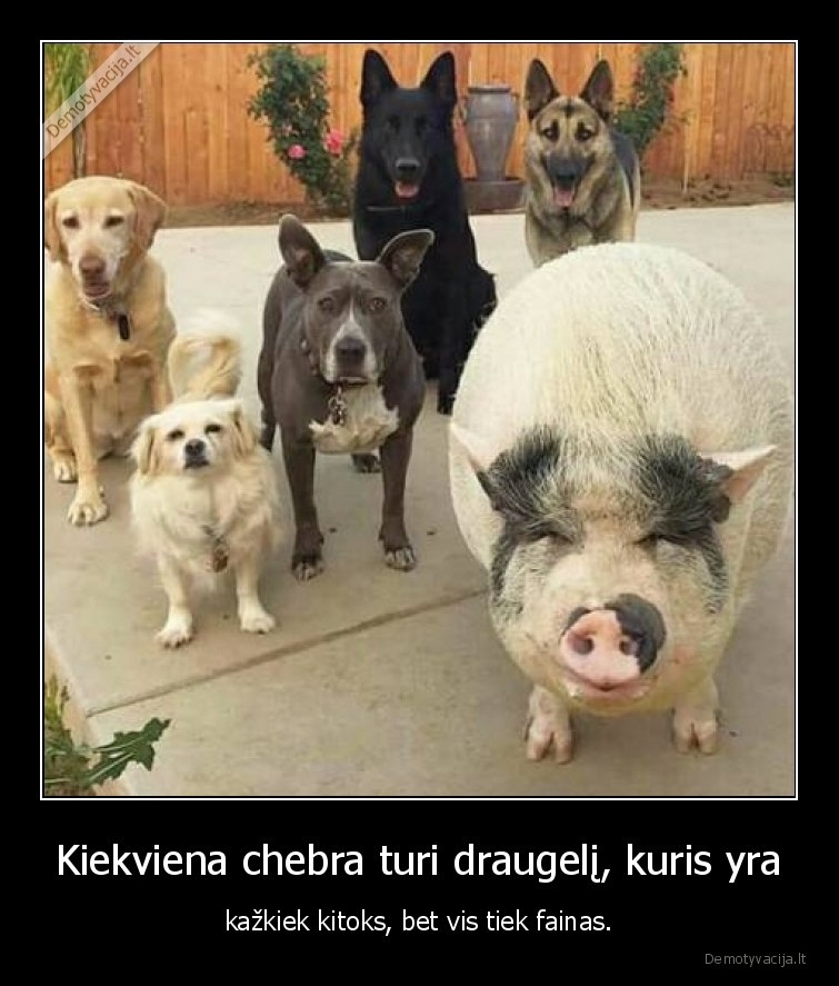 Kiekviena chebra turi draugelį, kuris yra - kažkiek kitoks, bet vis tiek fainas.. 